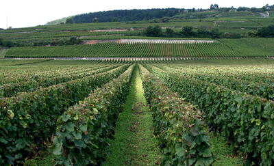 Vineyards in the Côte de Beaune, Burgundy 